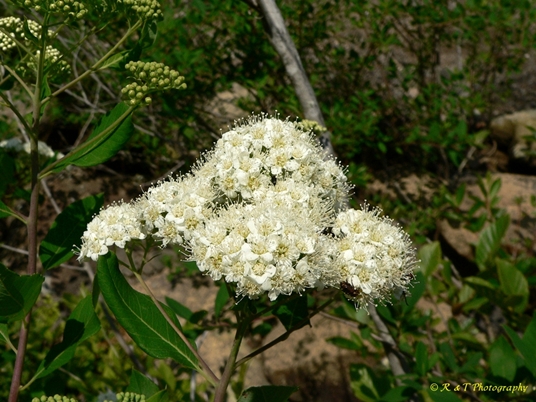 {Spiraea virginiana}